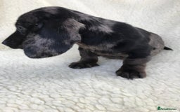 Dachshund dogs for sale: Dachshund puppies  - Image 13
