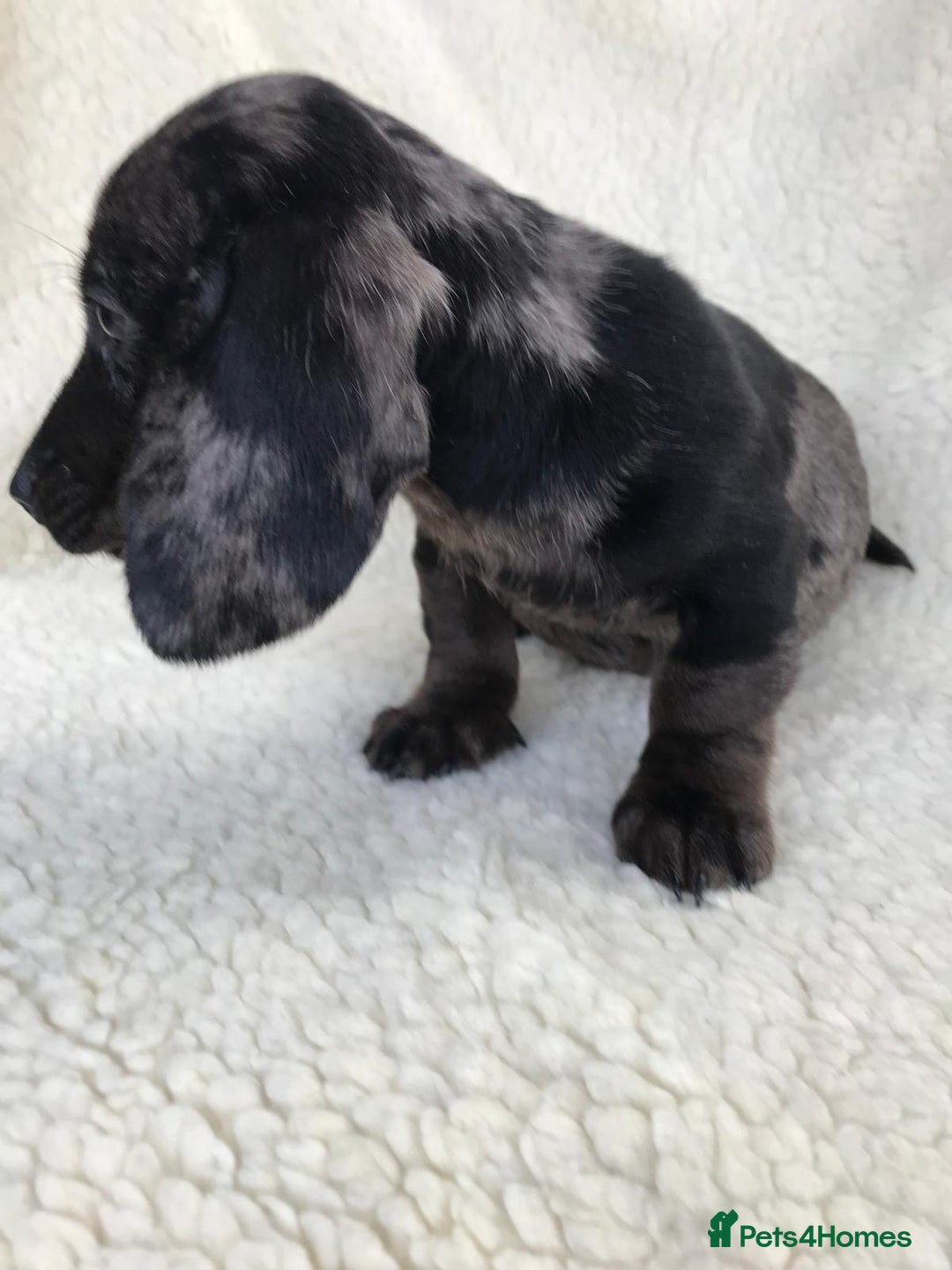 Dachshund dogs for sale: Dachshund puppies  - Image 13