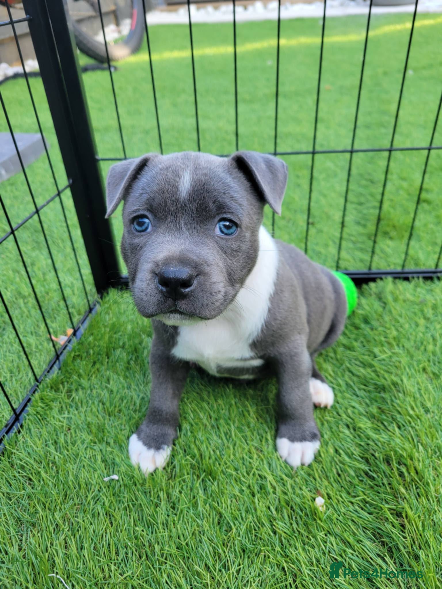 Staffordshire Bull Terrier dogs LAST BOYKc registered blue staffys - Advert 5