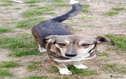 Mixed Breed dogs for adoption: GRETA - a Lovely young Girl, for a Loving Home - Image 1