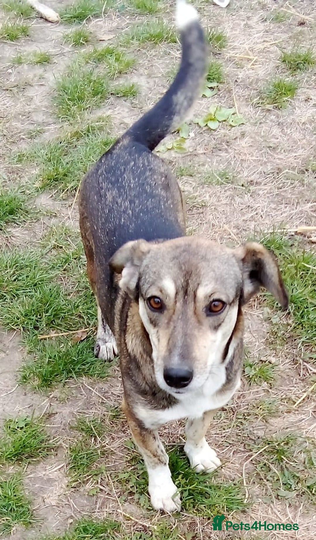 Mixed Breed dogs for adoption: GRETA - a Lovely young Girl, for a Loving Home - Image 1
