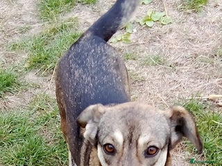 Mixed Breed dogs - Advert 2