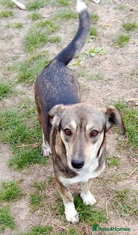 Mixed Breed dogs - Advert 12