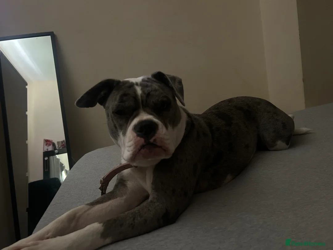 Old Tyme Bulldog dogs for sale: Old tyme bulldog girl  in Bathgate - Advert 2