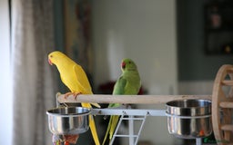 Ringnecks birds for sale: Male and Femele couple + Very good cage - Image 1