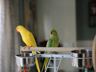 Ringnecks birds Male and Femele couple + Very good cage - Advert 3