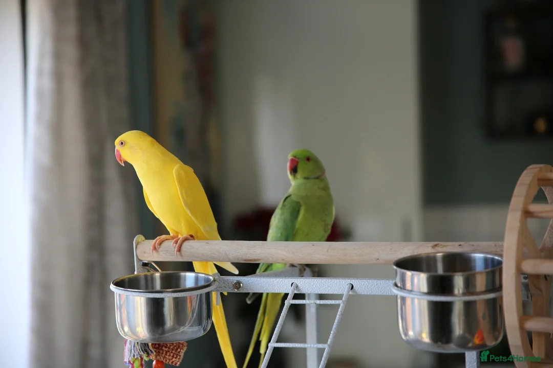Ringnecks birds for sale: Male and Femele couple + Very good cage - Advert 1
