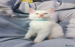 Ragdoll cats for sale: 2 left Pure Health tested huge ragdoll kittens  - Image 17