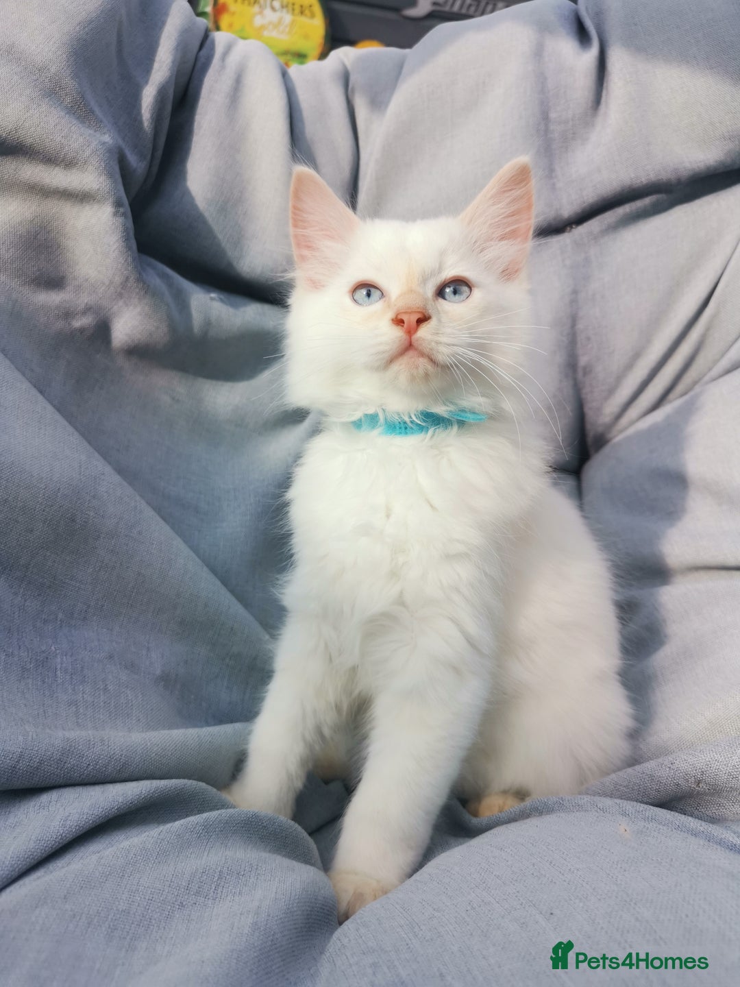 Ragdoll cats for sale: 2 left Pure Health tested huge ragdoll kittens  - Image 17