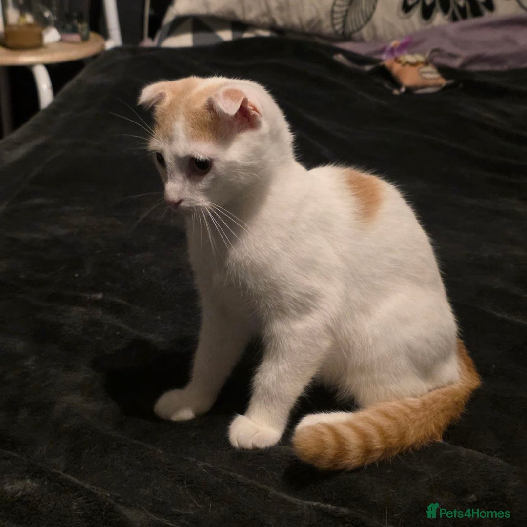 Scottish Fold cats for sale: Scottish fold mix Calico  - Image 8
