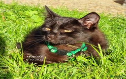 Mixed Breed cats for sale: Norwegian x pixiebob kittens mix available  - Image 10