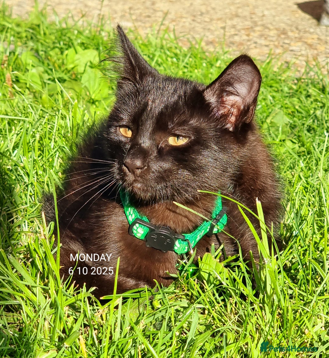 Mixed Breed cats for sale: Norwegian x pixiebob kittens mix available  - Image 10