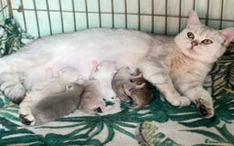 British Shorthair cats for sale: Stunning British shorthair kittens AN 12 GCCF  - Image 22