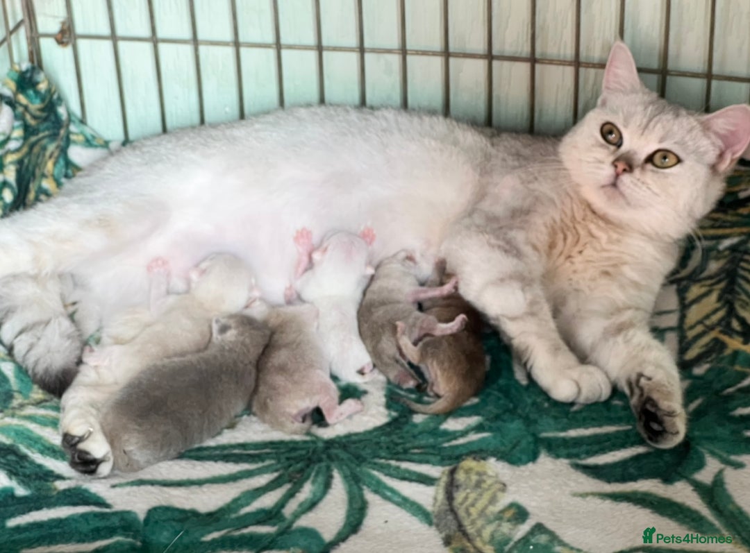 British Shorthair cats for sale: Stunning British shorthair kittens AN 12 GCCF  - Image 22