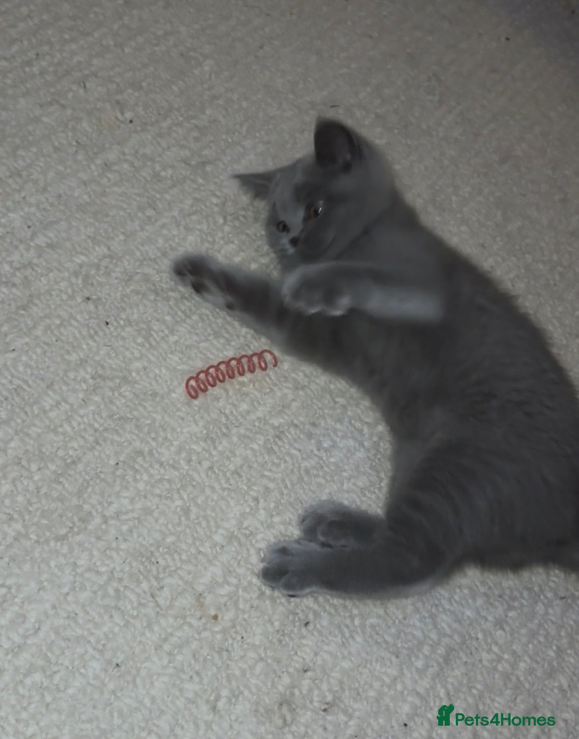 British Shorthair cats Pedigree British Short Hair BSH Adorable Female - Advert 2