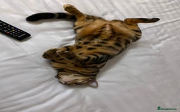 Bengal cats for sale: ⭐️TICA Triple Grand Champion⭐️ - Image 5