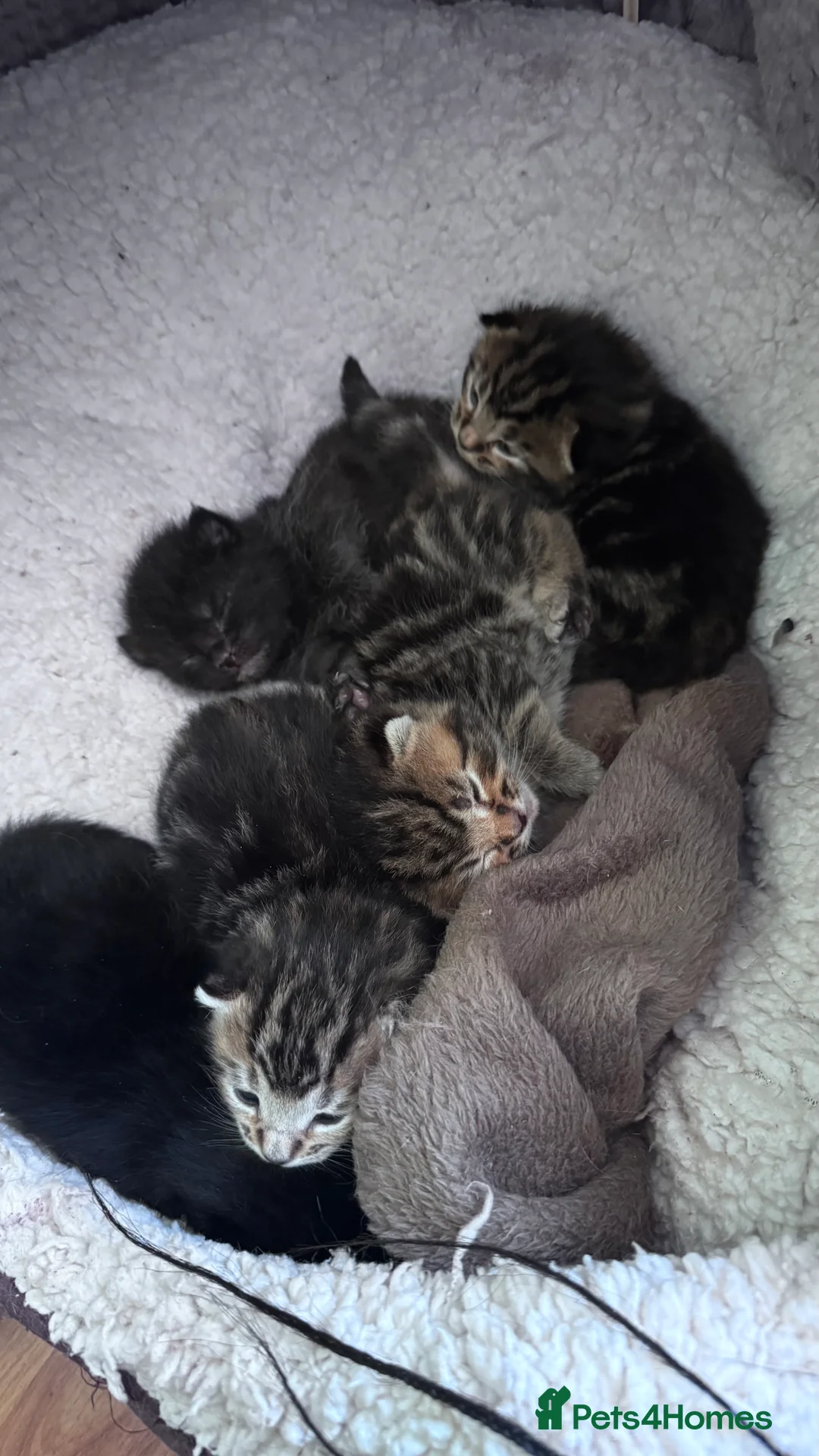 Mixed Breed cats for sale: 1/4 Maine Coon Kittens - Tabby & Black - Advert 1