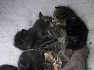 Mixed Breed cats 1/4 Maine Coon Kittens - Tabby & Black - Advert 1