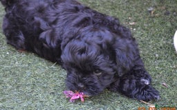 Shihpoo dogs for sale: rare black shipoos - Image 6