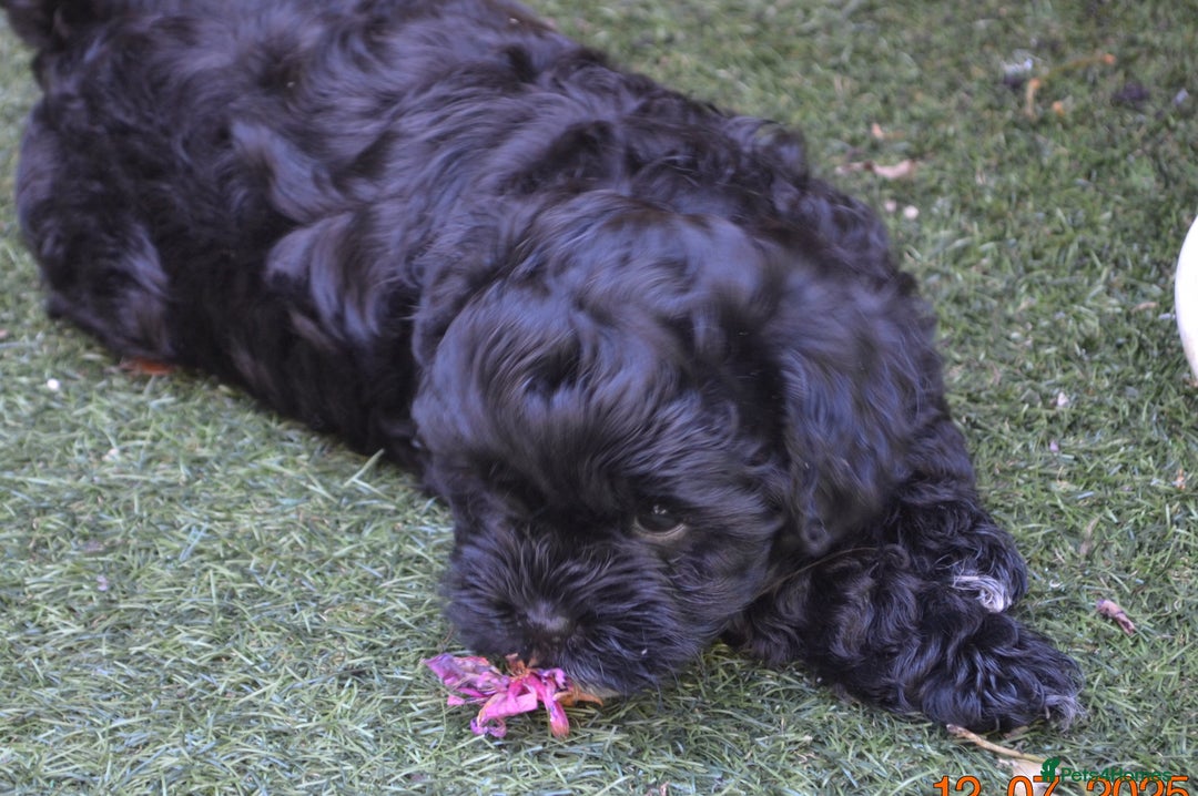 Shihpoo dogs for sale: rare black shipoos - Image 6
