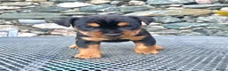 Mixed Breed dogs for sale: Lakeland / Fell terriers for sale in Pwllheli - Advert 10