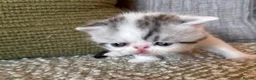Exotic cats for sale: Exotic Persian  in Birmingham - Advert 4