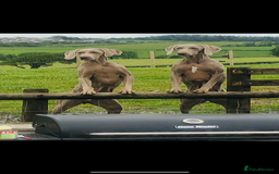 Weimaraner dogs for sale: KC Weimaraner puppies  - Image 18