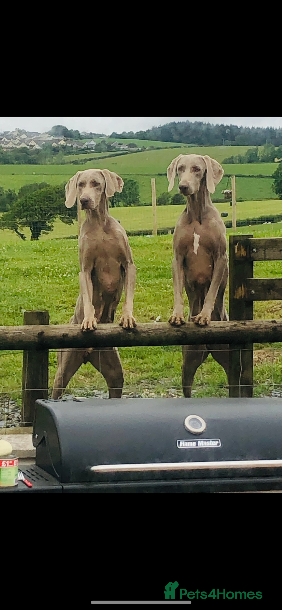 Weimaraner dogs for sale: KC Weimaraner puppies  - Image 18