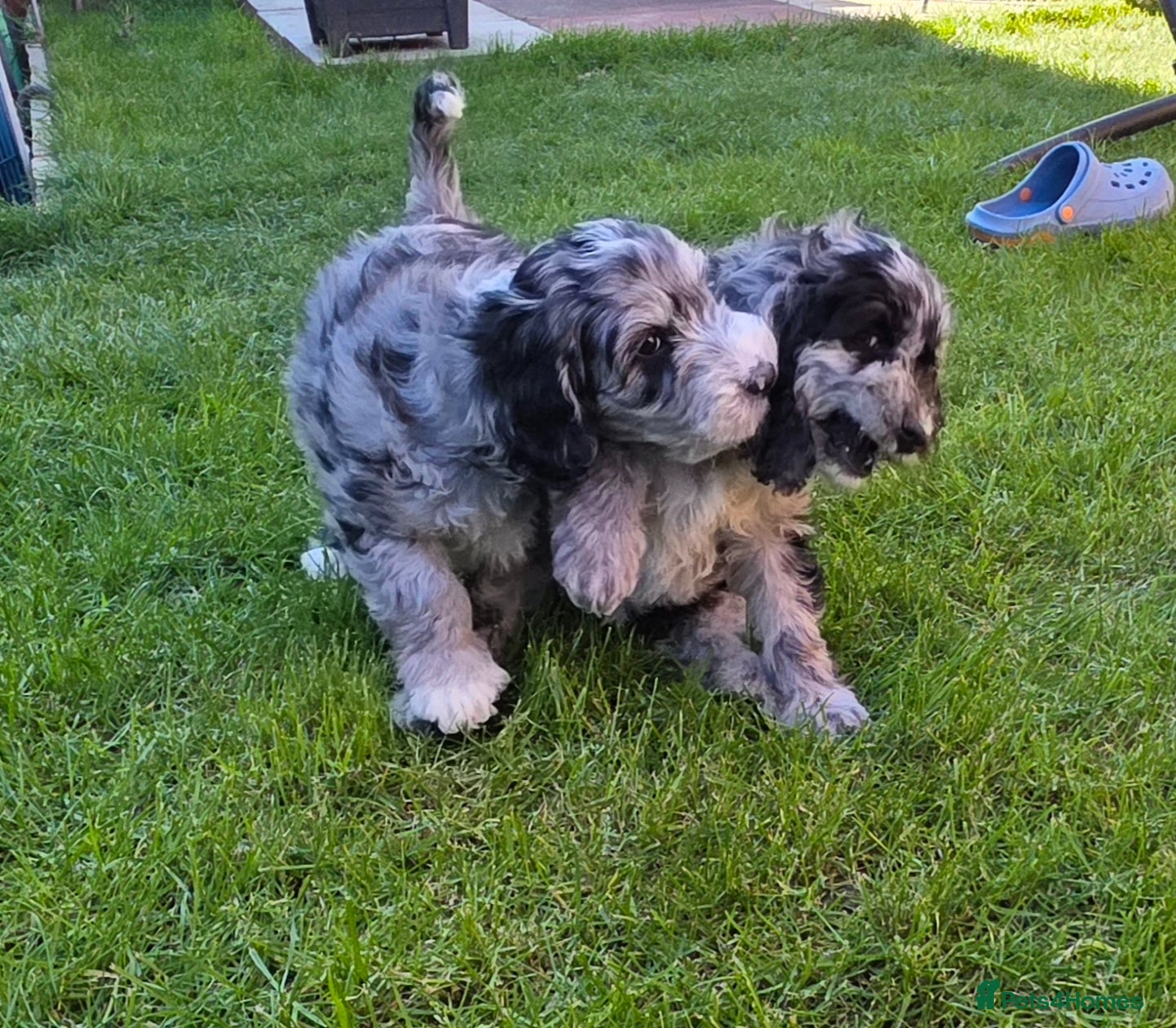 Australian Labradoodle dogs READY 1 girls 2 boy  AUSTRALIAN LABRADOODLE  - Advert 3