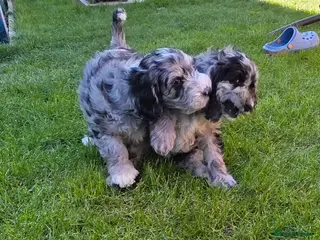Australian Labradoodle dogs READY 1 girls 2 boy AUSTRALIAN LABRADOODLE - Advert 3