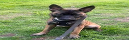 Belgian Shepherd Dog dogs for sale: Female Belgian Shepherd Puppy for sale in Rochester - Advert 3