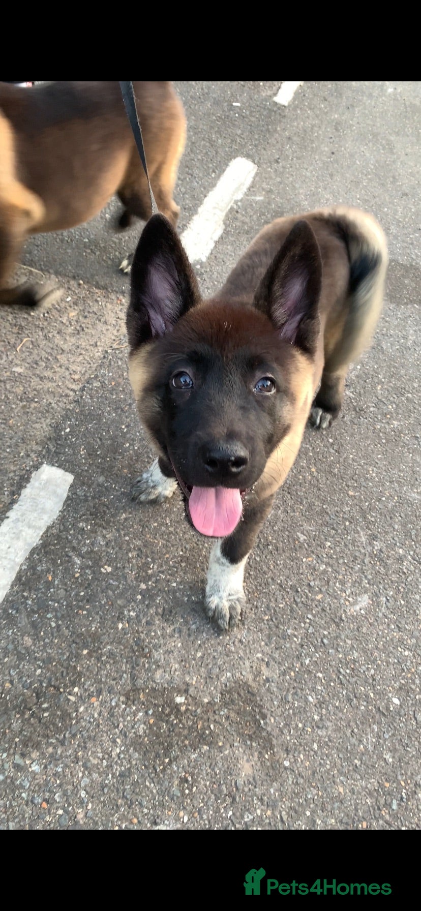 Akita dogs American Akita pup - Advert 3