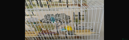 Budgerigars birds for sale: Birds  - Advert 3