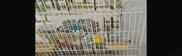 Budgerigars birds for sale: Birds  - Advert 3