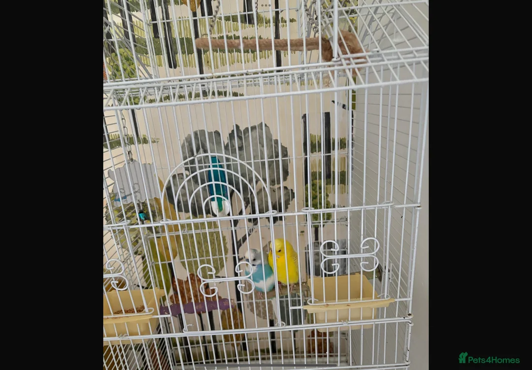 Budgerigars birds for sale: Birds  - Advert 3