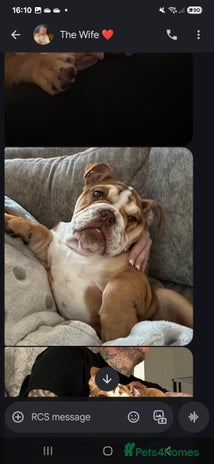 English Bulldog dogs in Sutton Coldfield - Advert 3