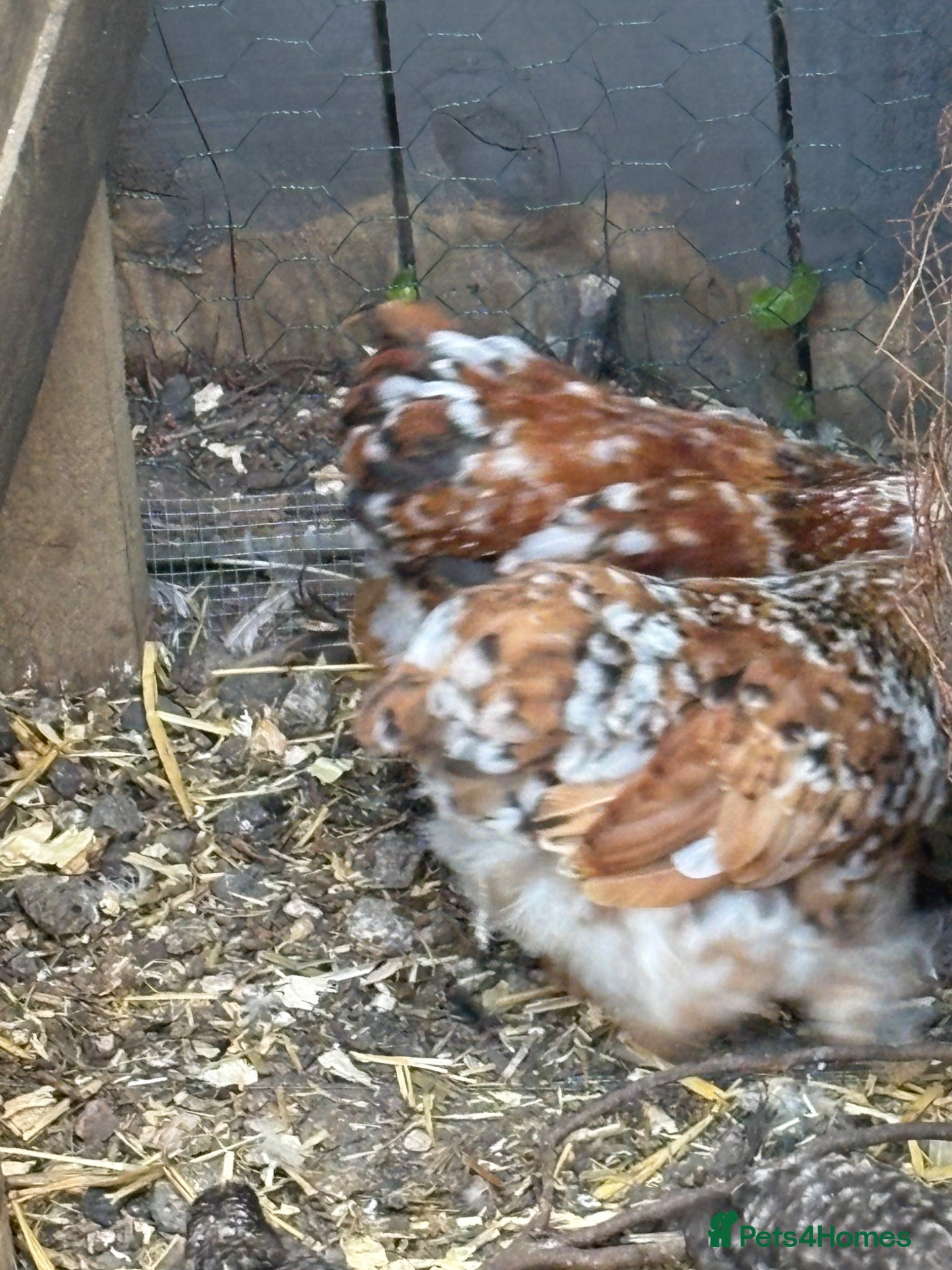Chickens poultry Young milliefluer peking trio 16 weeks old bantam - Advert 1