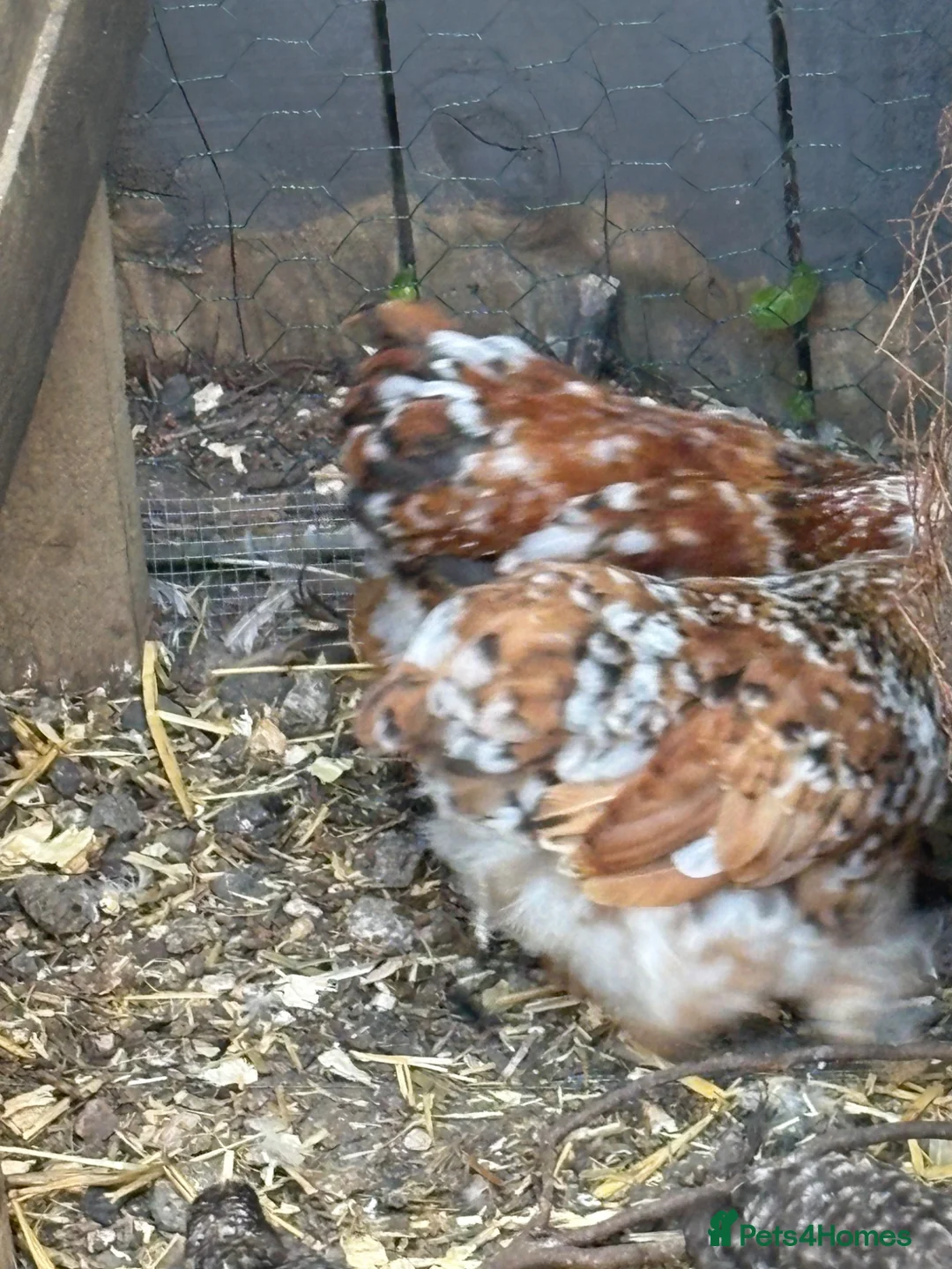 Chickens poultry for sale: Young milliefluer peking trio 16 weeks old bantam - Advert 1