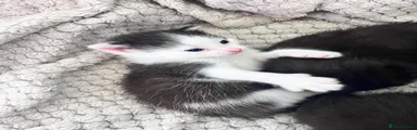 Male Black/White