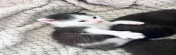 Mixed Breed cats for sale: Beautiful Siamese, Black, and Black/White Kittens  - Advert 11