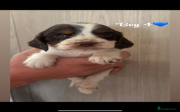 Cocker Spaniel dogs for sale: Cocker spaniel puppy’s  - Image 1