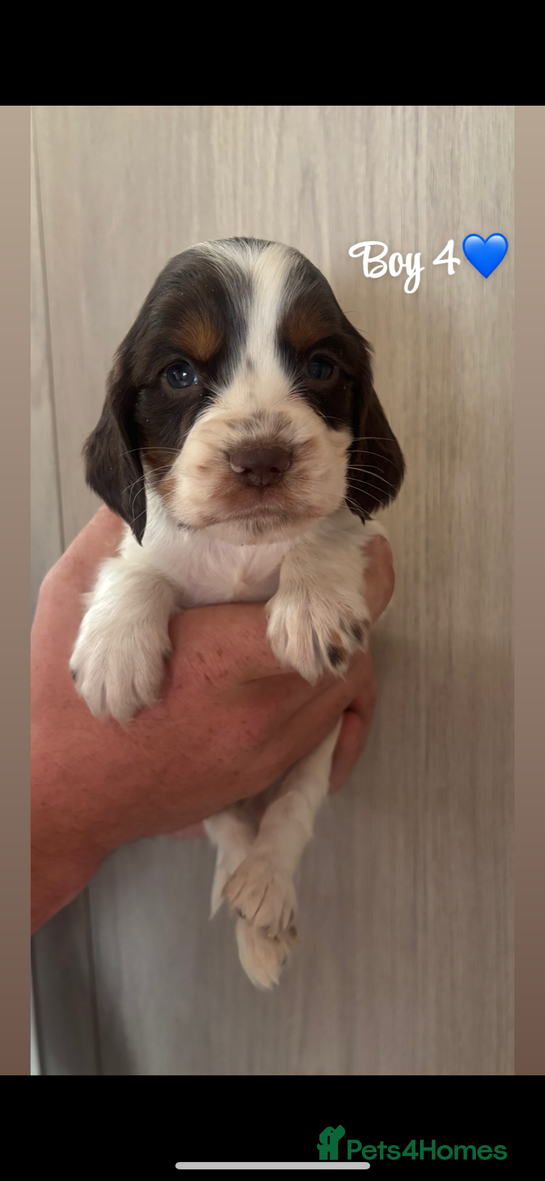 Cocker Spaniel dogs for sale: Cocker spaniel puppy’s  - Image 1