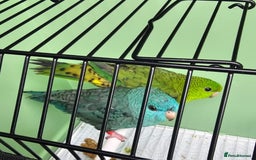 Parakeets birds for sale: Pair of Lineolated Parakeets  - Image 1