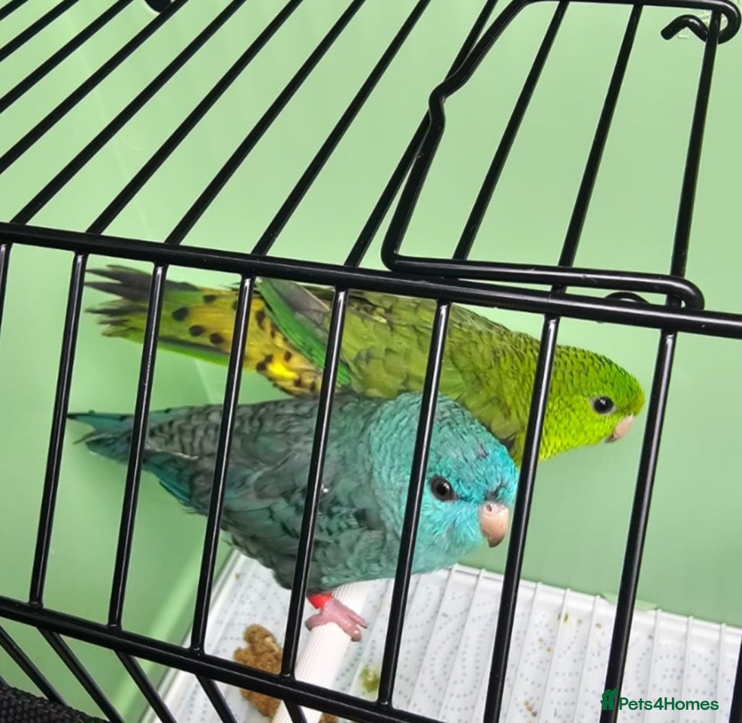 Parakeets birds for sale: Pair of Lineolated Parakeets  - Image 1
