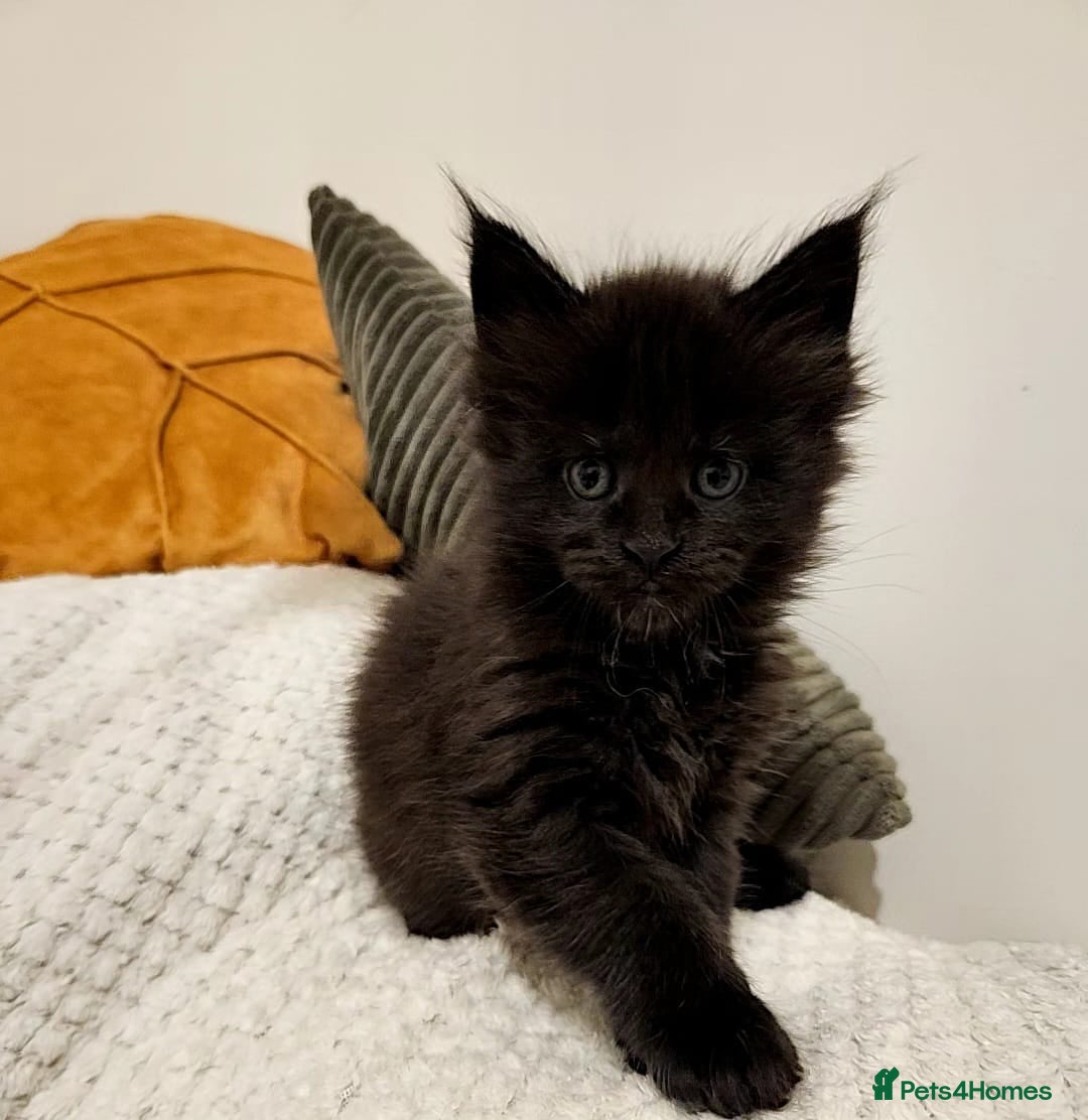 Maine Coon cats for sale: Maine coon kittens  - Advert 4