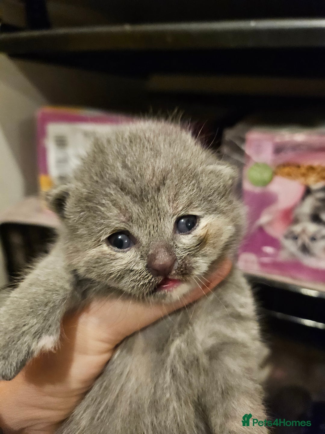 British Longhair cats for sale: BLH and BSH - Advert 14