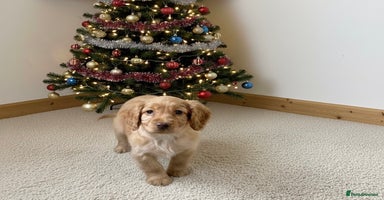 Cocker Spaniel dogs Kc registered DNA health tested cocker spaniel - Advert 7