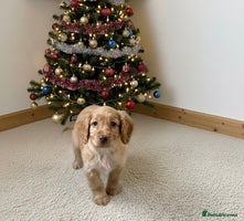 Cocker Spaniel dogs Kc registered DNA health tested cocker spaniel - Advert 2