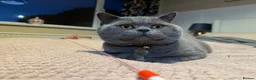 British Shorthair cats for sale: British Shorthair Blue - Advert 2