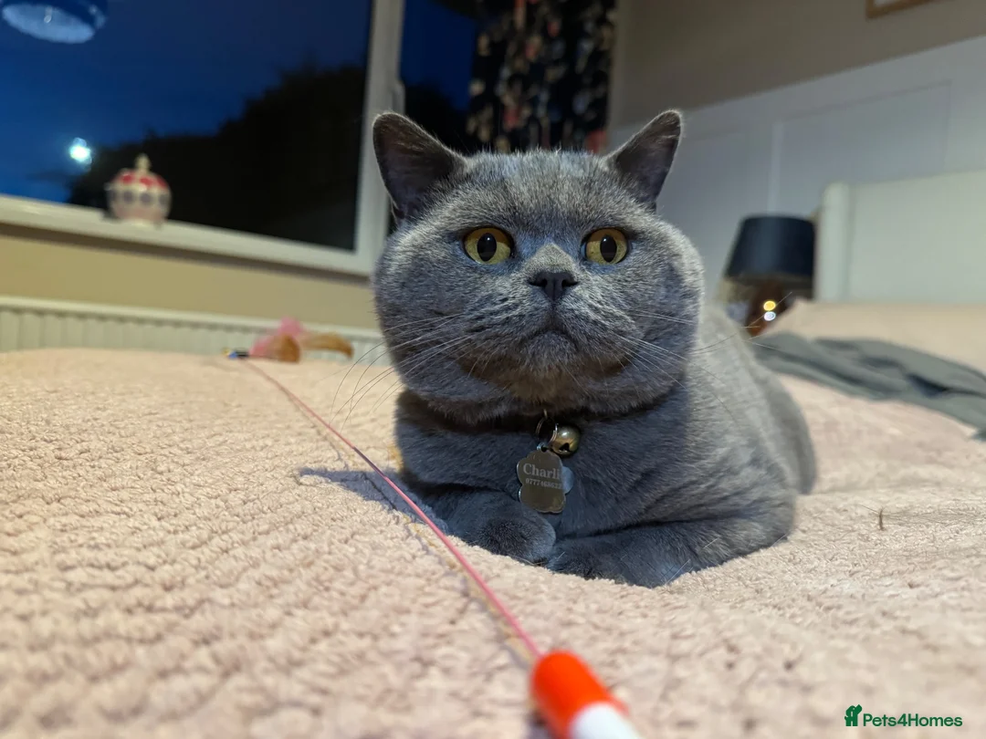 British Shorthair cats for sale: British Shorthair Blue - Advert 2